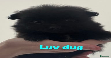 Pomeranian dogs - Advert 9