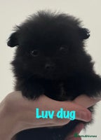 Pomeranian dogs - Advert 9