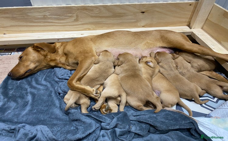Labrador Retriever dogs - Advert 8
