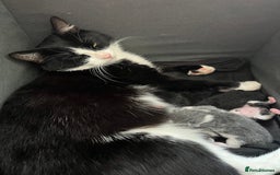 Mixed Breed cats for sale: Kittens for good homes - Image 6