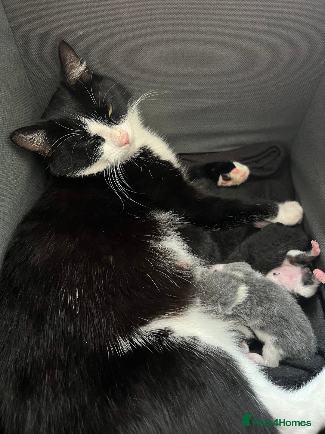 Mixed Breed cats for sale: Kittens for good homes - Image 6
