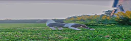 Whippet dogs for sale: ⭐️⭐️beautiful whippet pups ⭐️⭐️ in Pencader - Advert 21