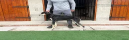 Lurcher dogs for sale: Saluki greyhound in Doncaster - Advert 1