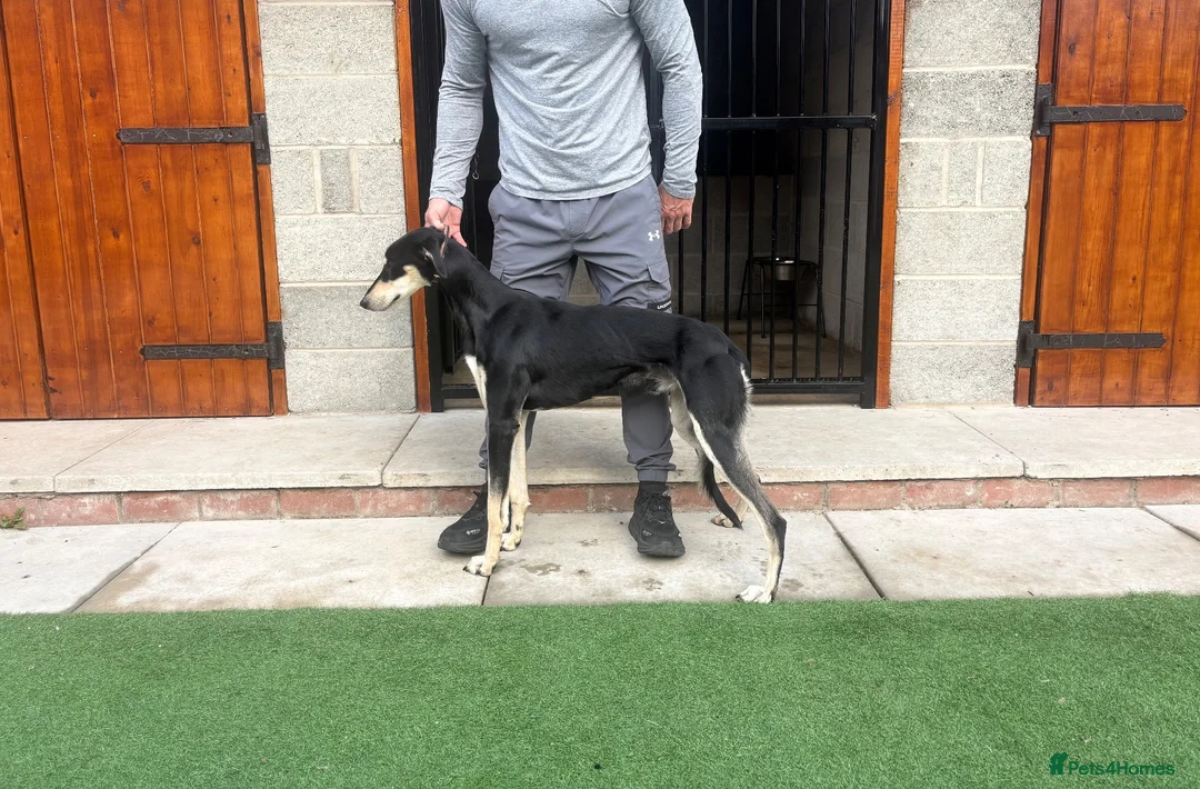 Lurcher dogs for sale: Saluki greyhound in Doncaster - Advert 1