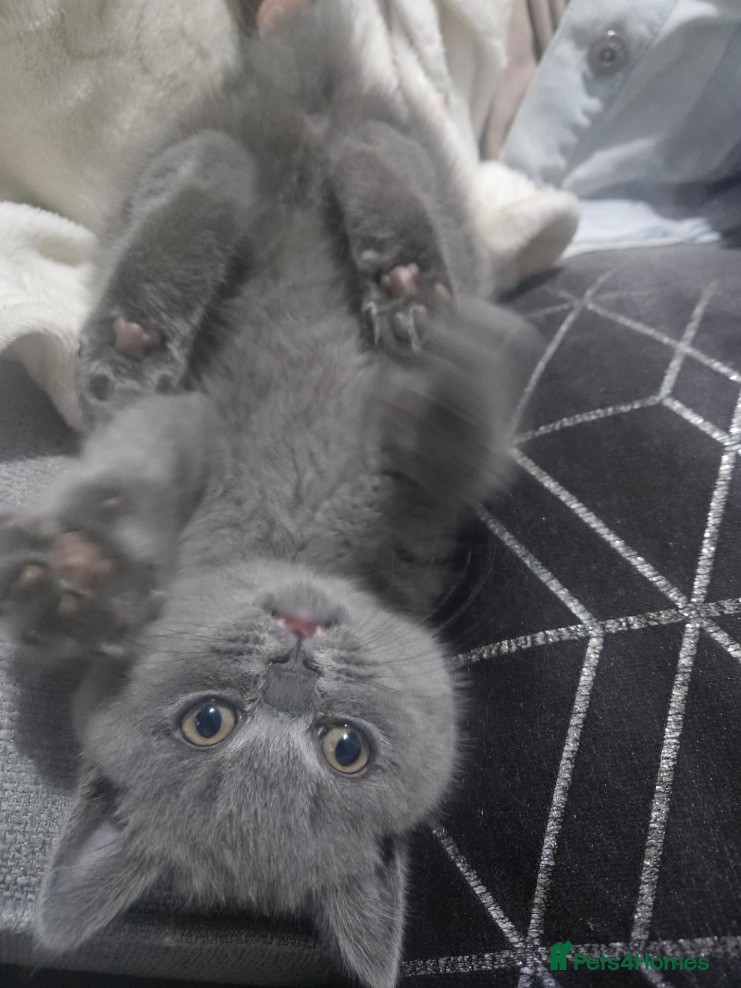 British Shorthair cats British short hair - Advert 1