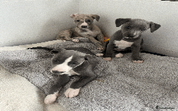 Whippet dogs for sale: Fawn Bedlington Whippet puppy - Image 9