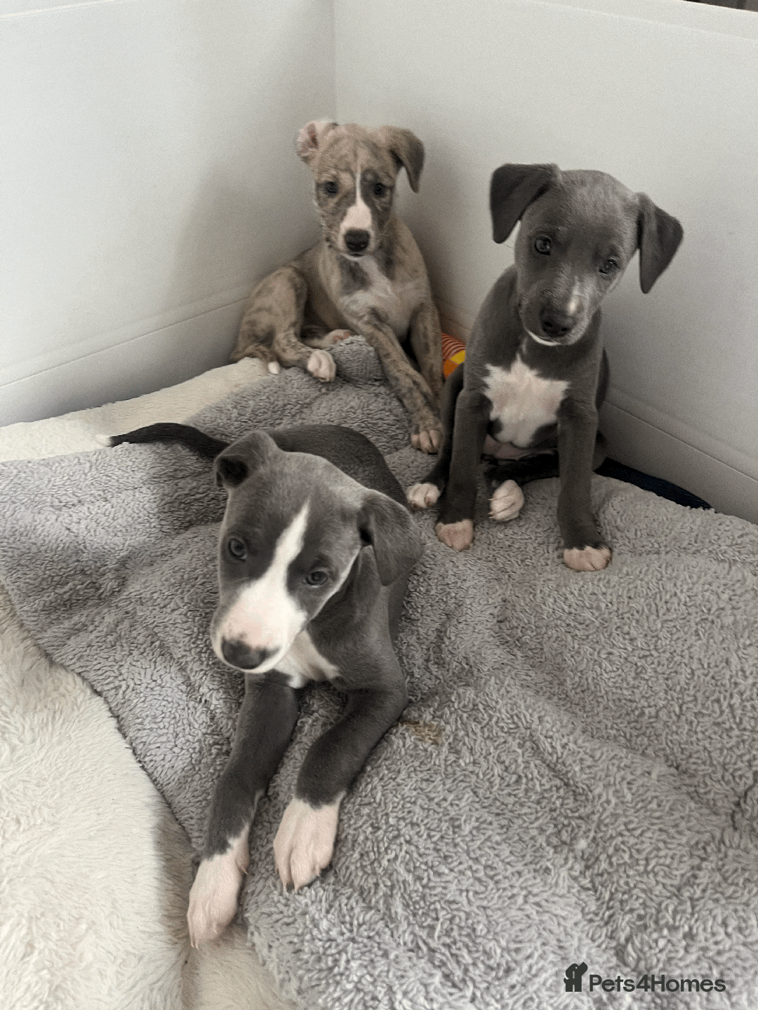 Whippet dogs for sale: Fawn Bedlington Whippet puppy - Image 9