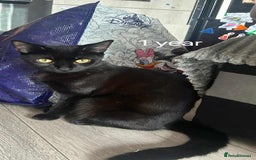 Mixed Breed cats for sale: Female  - Image 4