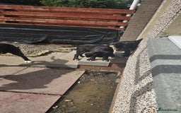 Great Dane dogs for sale: 1M 1F Great Dane pups looking for their new homes. in Bathgate - Image 11