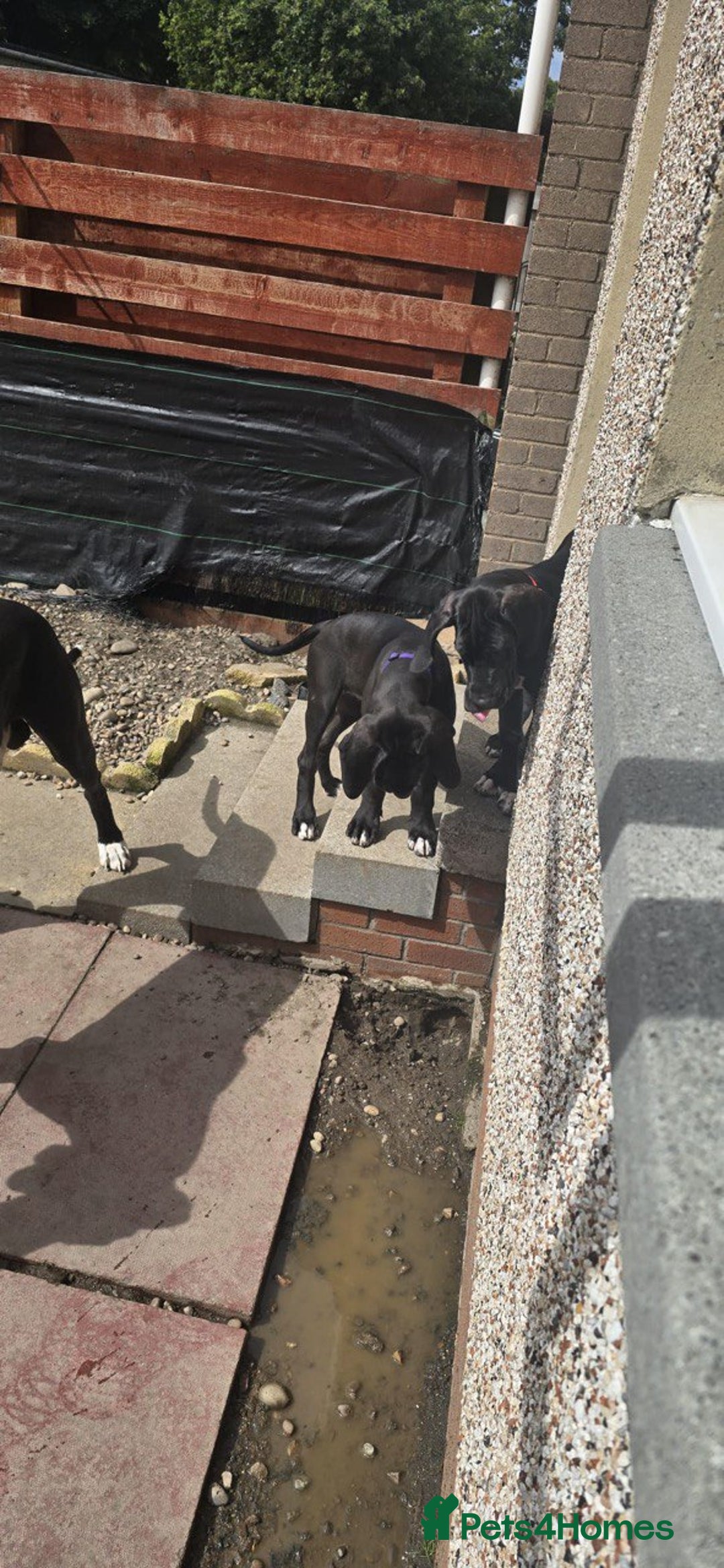Great Dane dogs for sale: 1M 1F Great Dane pups looking for their new homes. in Bathgate - Image 11