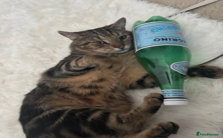 Domestic Shorthair cats - Advert 1