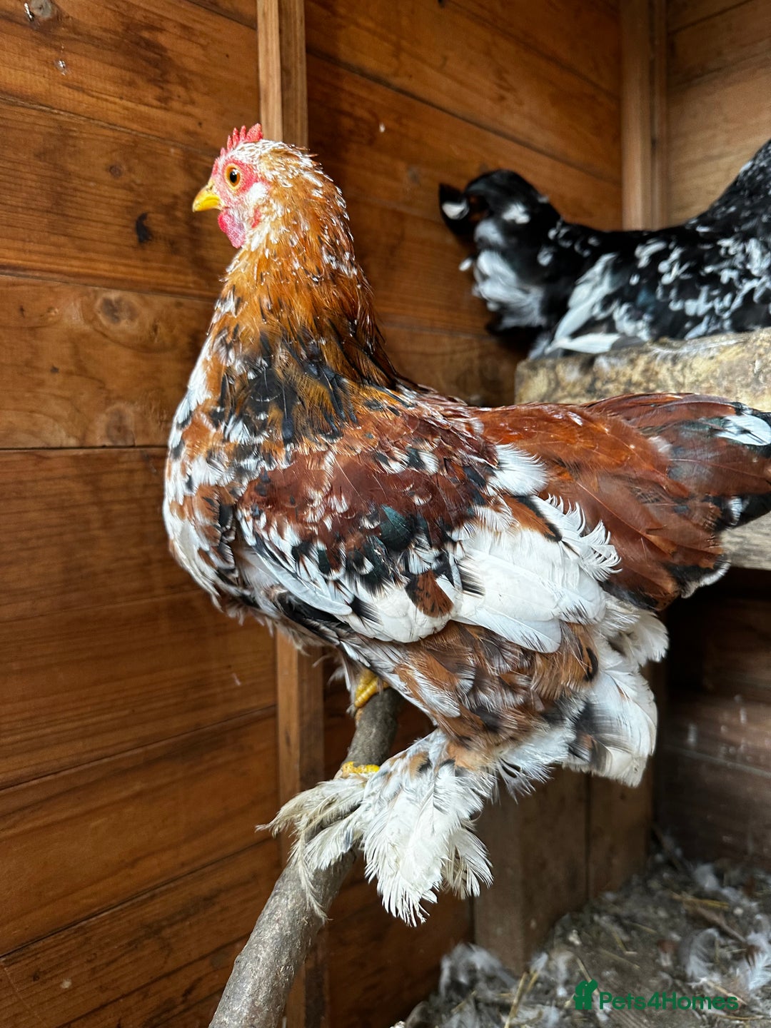 Chickens poultry for sale: Hybrid pekin bantams hatched from June 2025  - Image 7