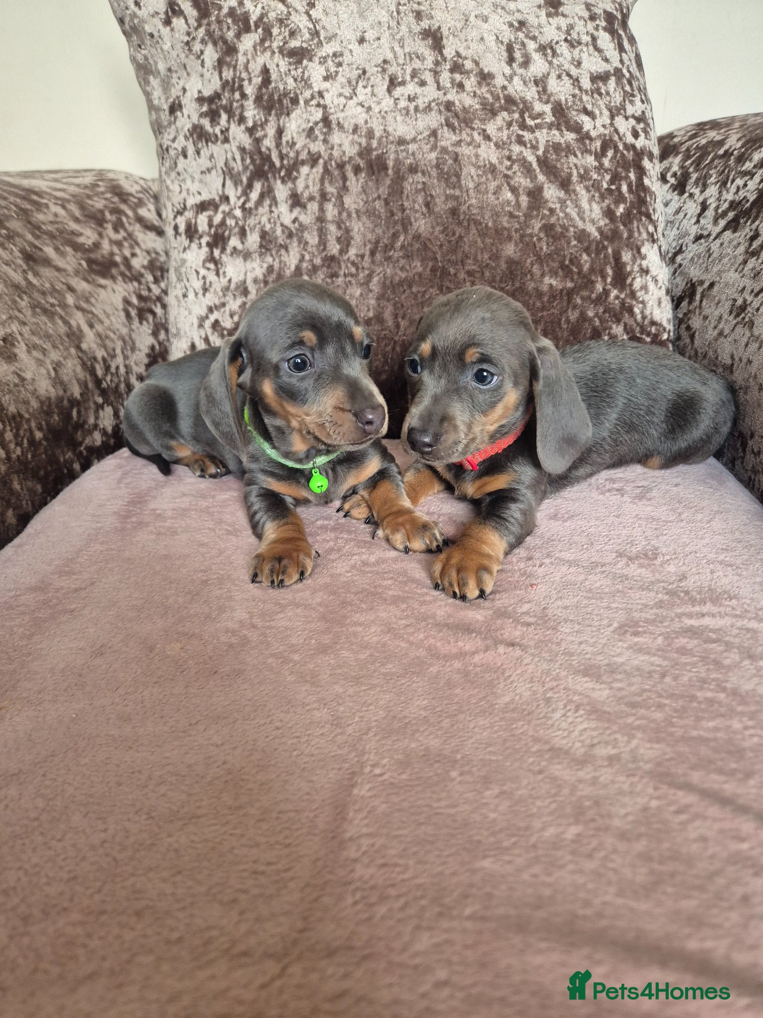 Miniature Dachshund dogs Miniature dachshund - Advert 4