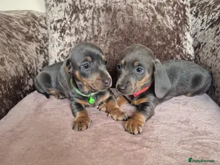 Miniature Dachshund dogs Miniature dachshund - Advert 4