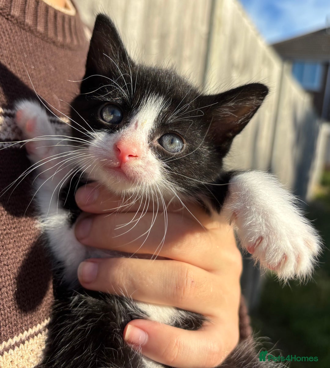 Mixed Breed cats for sale: 5 Gorgeous kittens available now - Image 30