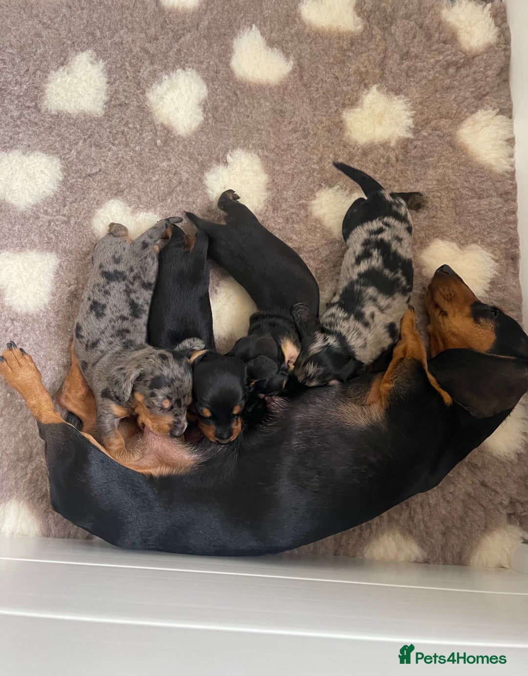 Miniature Dachshund dogs for sale: Miniature Dachshund Puppies  - Image 18