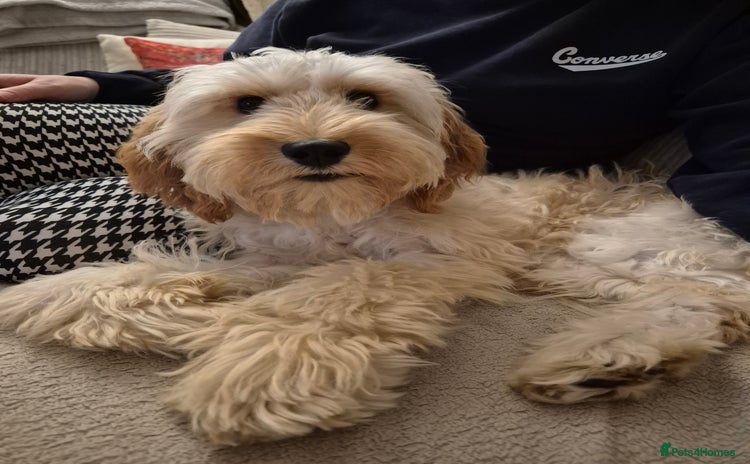 Cavapoo dogs - Advert 2