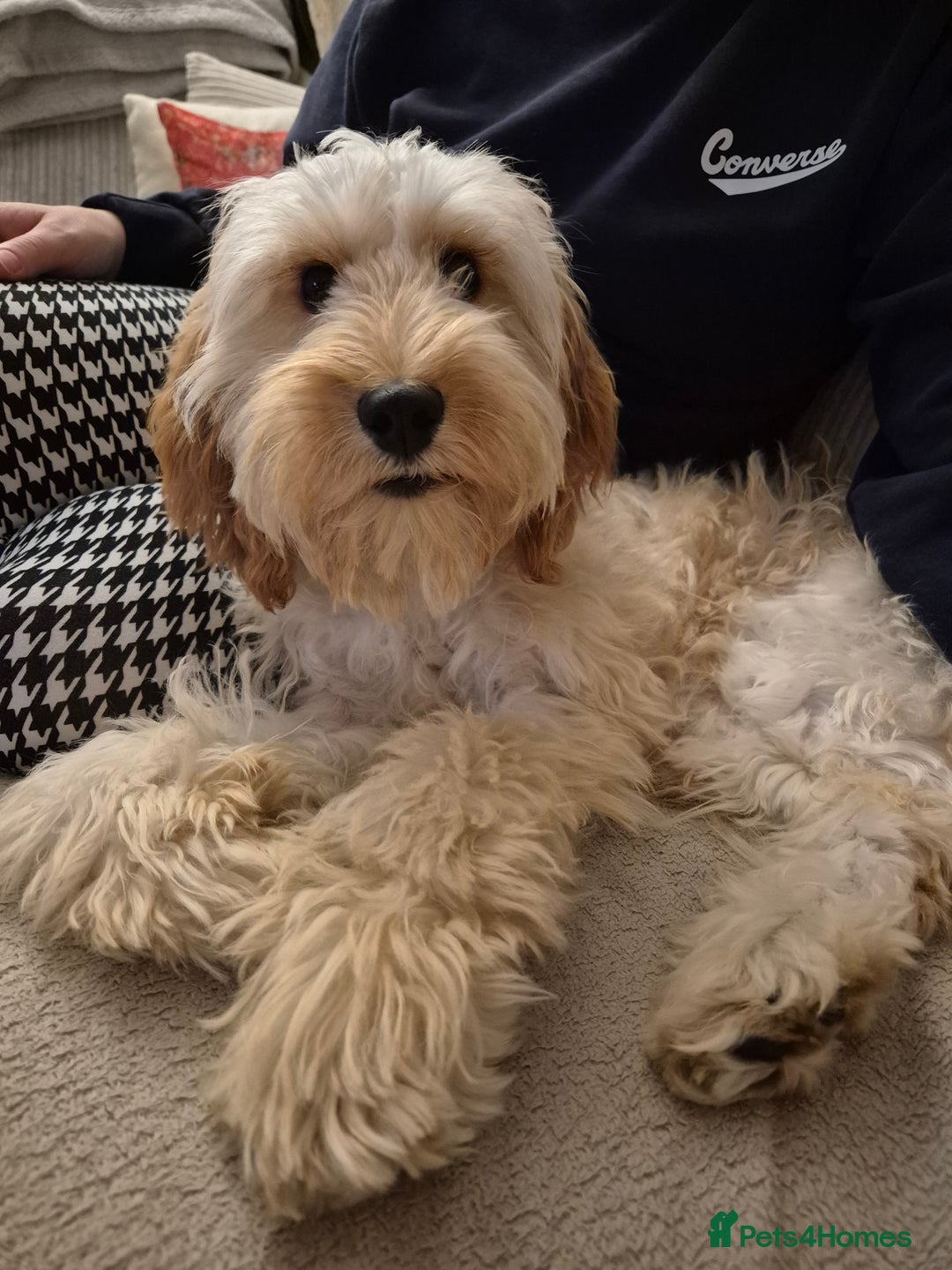 Cavapoo dogs for sale: 6 months old cavapoo girl for sale - Image 1