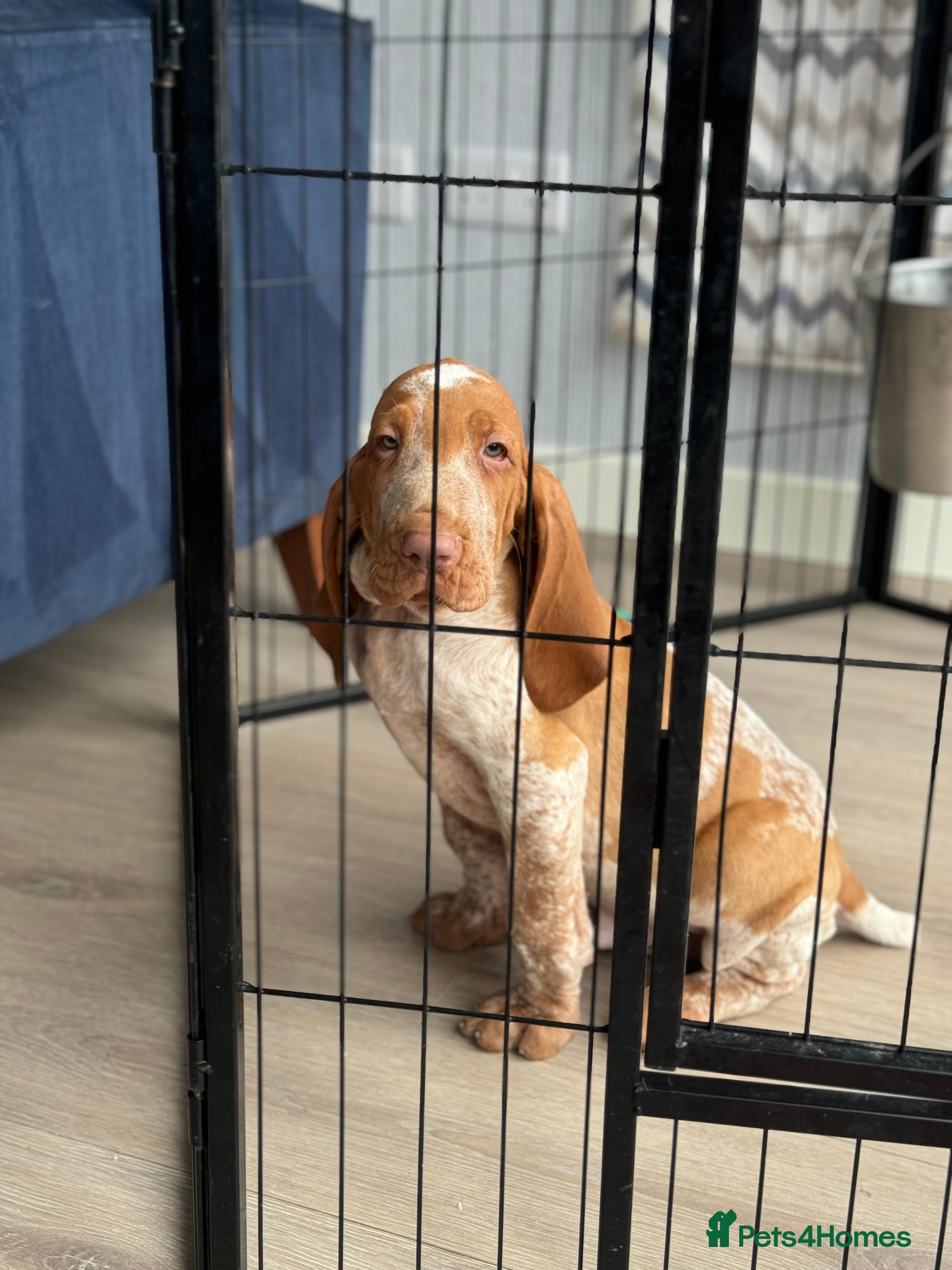 Bracco Italiano dogs KC TOP QUALITY BRACCO PUP AVAILABLE  - Advert 4