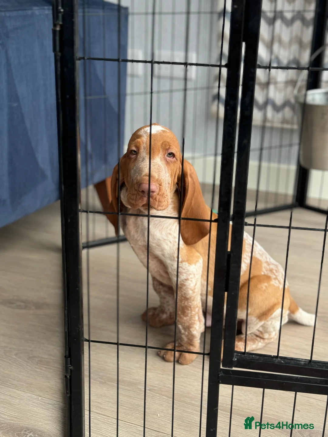 Bracco Italiano dogs for sale: KC TOP QUALITY BRACCO PUP AVAILABLE  - Advert 1