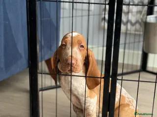 Bracco Italiano dogs KC TOP QUALITY BRACCO PUP AVAILABLE - Advert 4