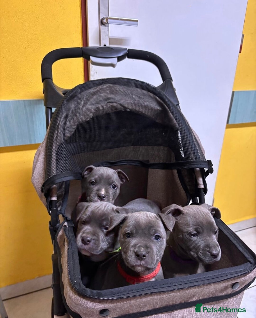 Staffordshire Bull Terrier dogs for sale: ❤️ Staffordshire beautiful puppies ❤️ - Advert 5