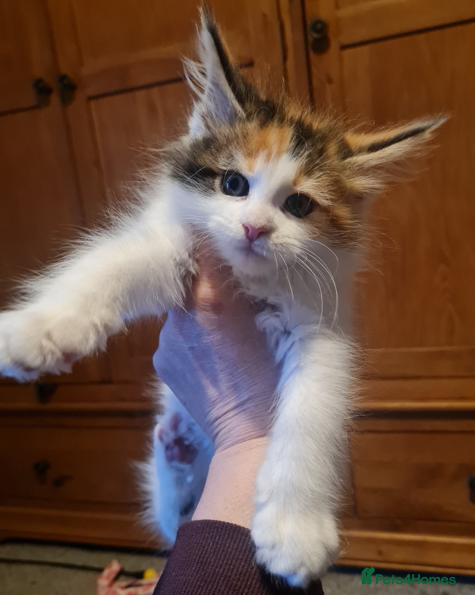 Maine Coon cats Gorgeous Mainecoons available  - Advert 6