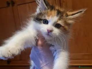 Maine Coon cats Gorgeous Mainecoons available - Advert 6