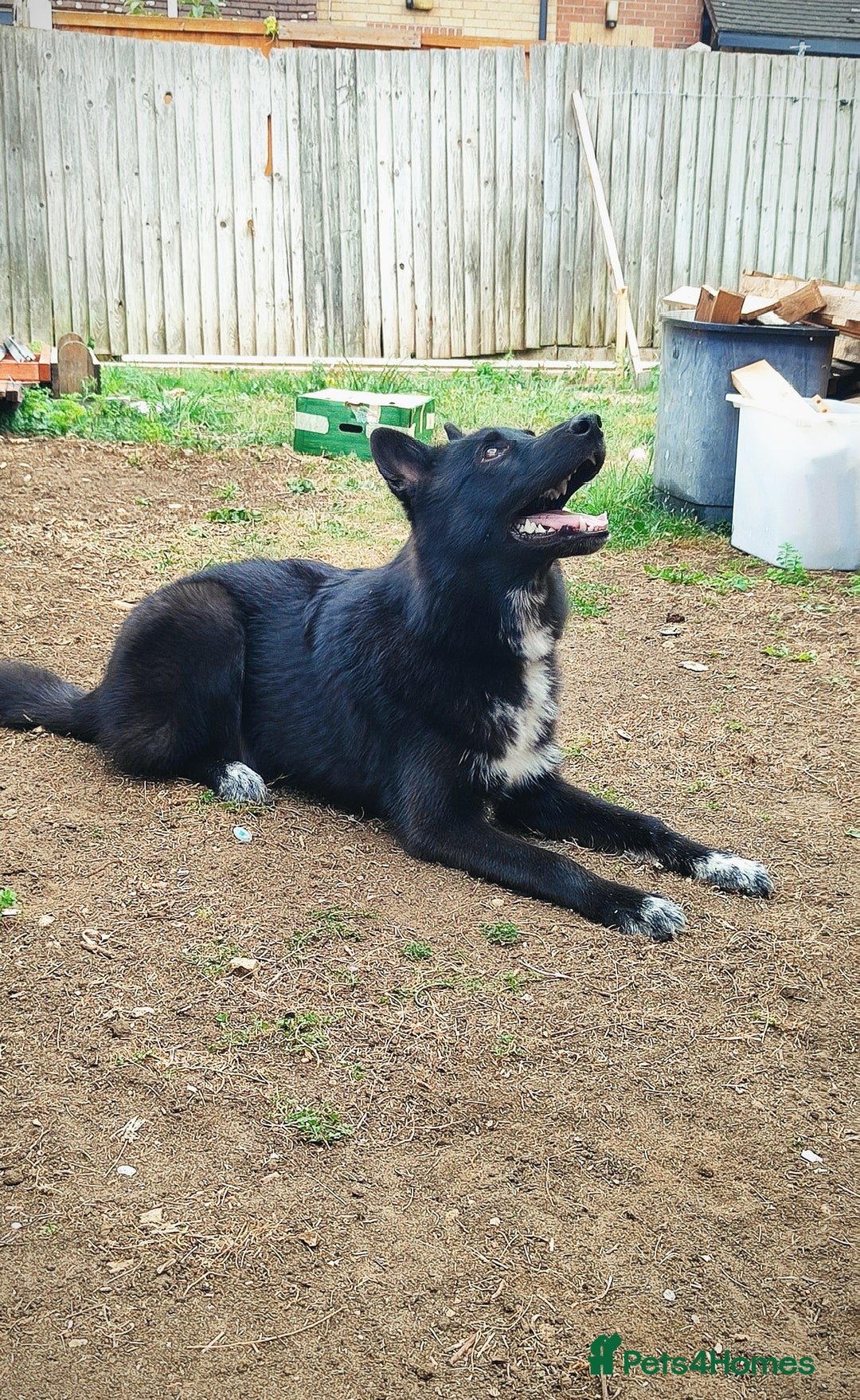 Shepsky dogs for sale: Nyxie - Image 6