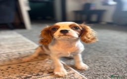 Cavalier King Charles Spaniel dogs for sale: 🐶KC- LAST 1 Cavalier King Charles Boy ready 🏡 💙 - Image 2