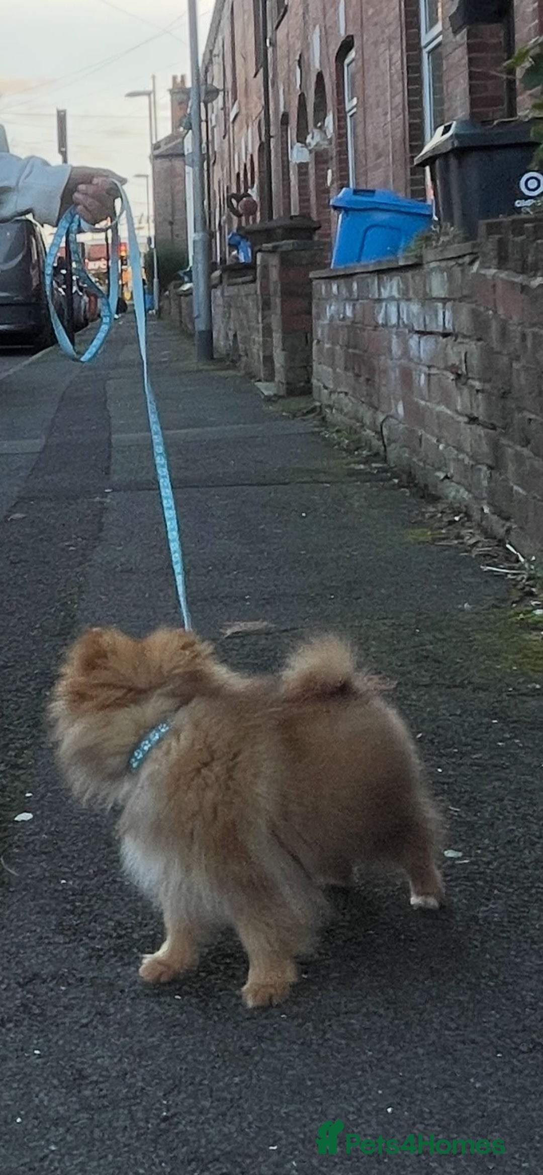 Pomeranian dogs for sale: Pomeranian dog  - Advert 2