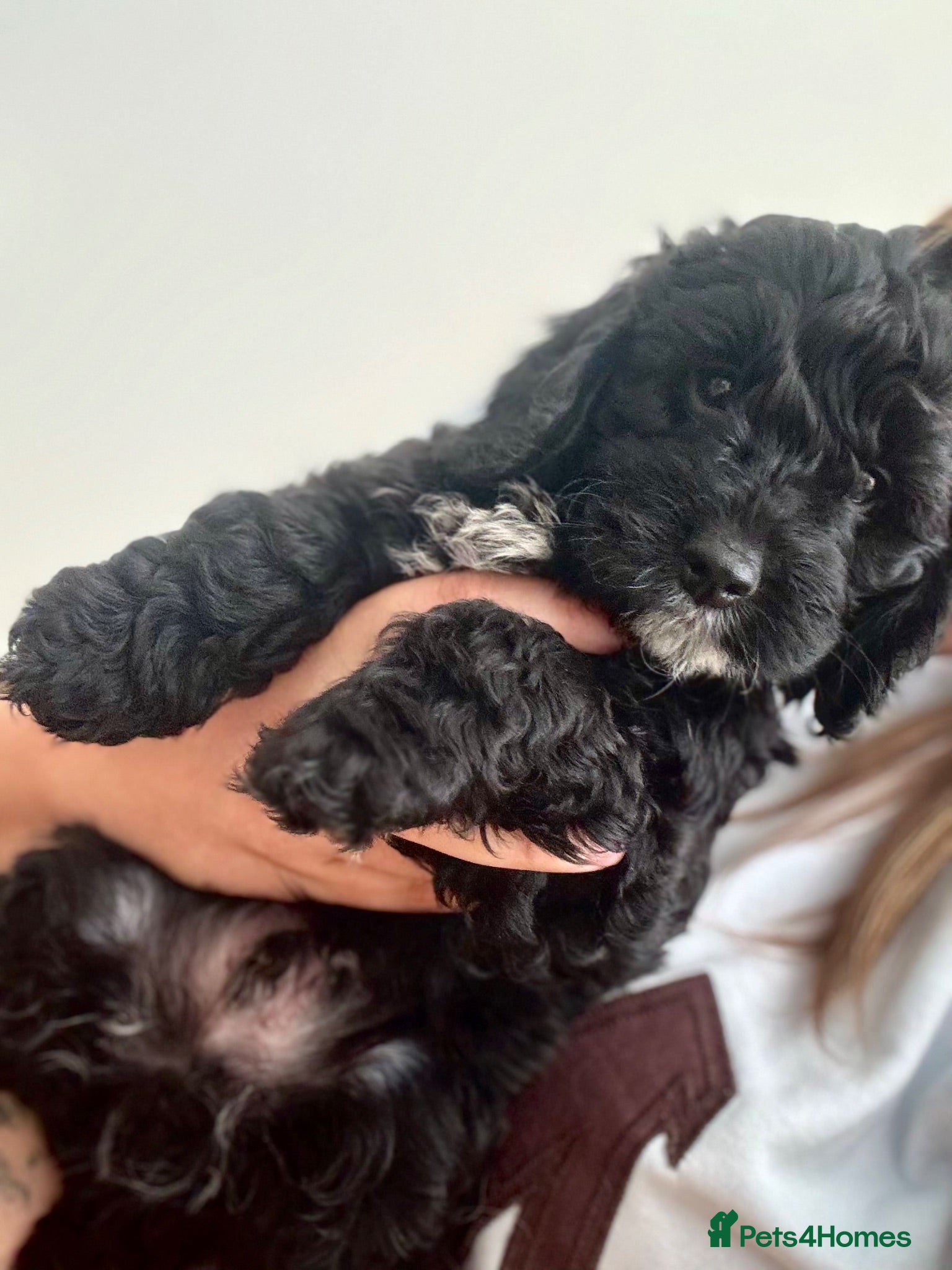 Cockapoo dogs ✨🖤 1 MALE F1 Cockapoo - Advert 2