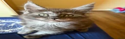 Maine Coon cats for sale: Maine Coon kittens ❤️❤️❤️❤️ in Colchester - Advert 10