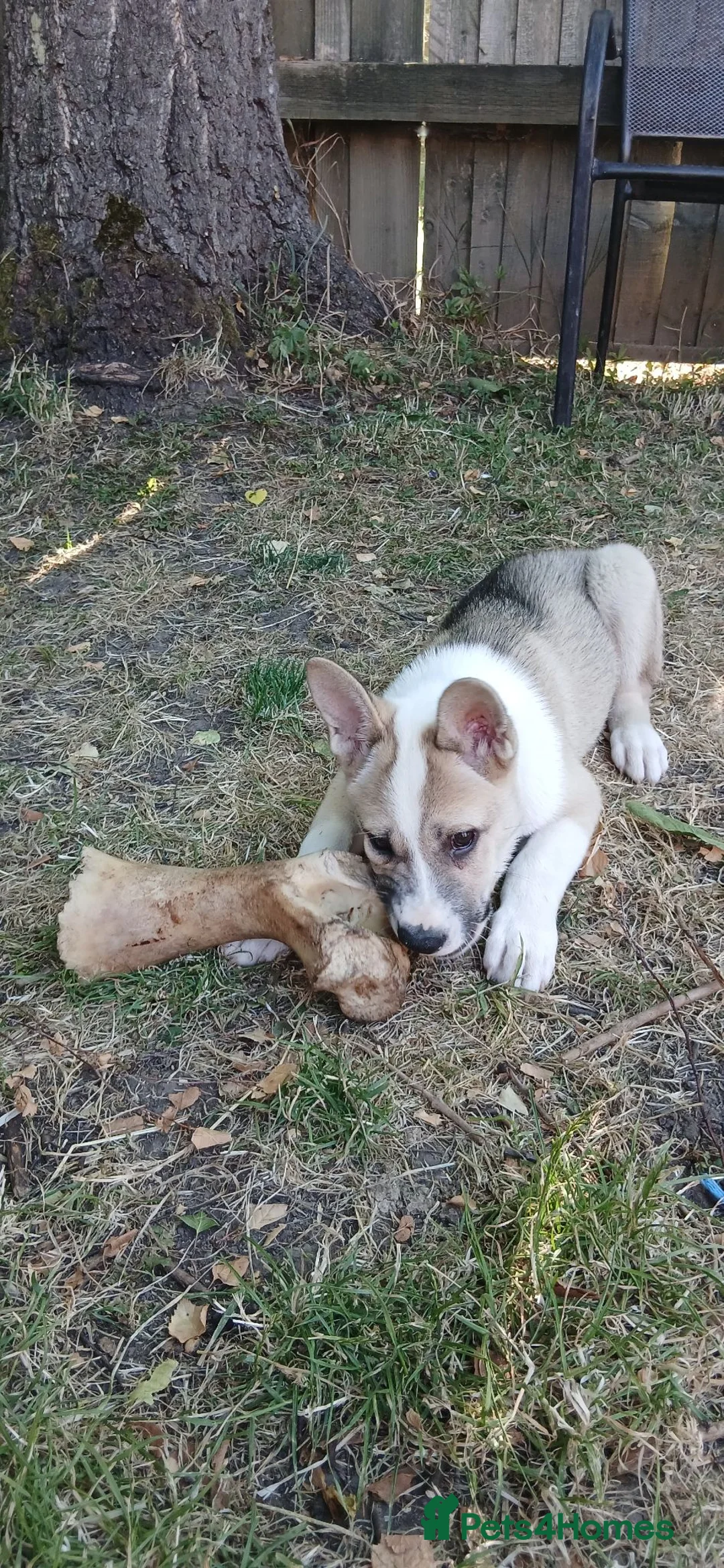 Akita dogs for sale: 15 week old male akita for sale  - Advert 2