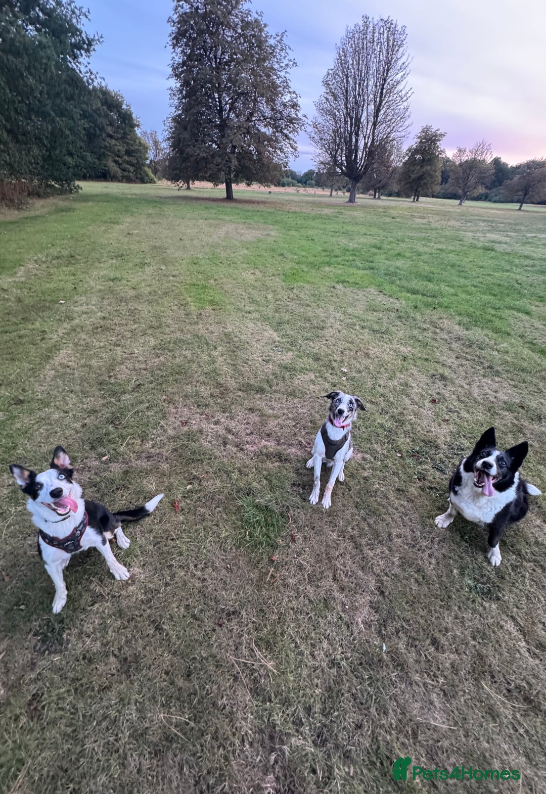 Border Collie dogs for sale: 2 YOUNG BORDER COLLIES / BLUE EYES / MERLE - Image 4