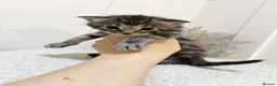 Mixed Breed cats for sale: MAINECOON X BENGAL KITTENS  in Airdrie - Advert 11