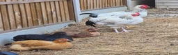 Chickens poultry for sale: Socialized Flock Needs a New Coop! in High Wycombe - Advert 1