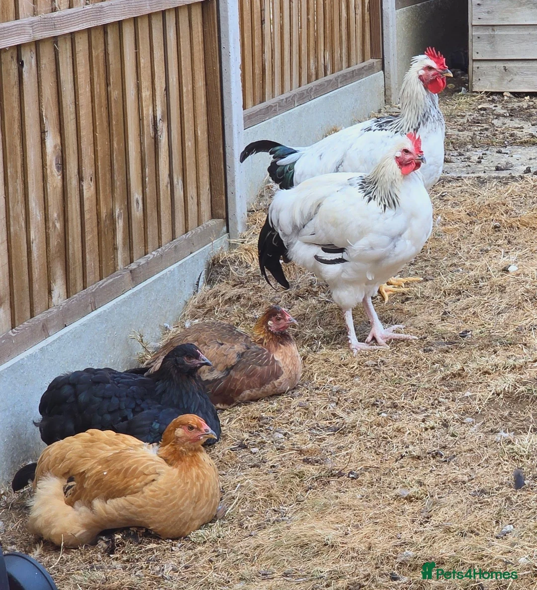 Chickens poultry for sale: Socialized Flock Needs a New Coop! in High Wycombe - Advert 1