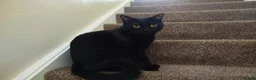 Bombay cats for sale: Black male cat loki - Advert 1