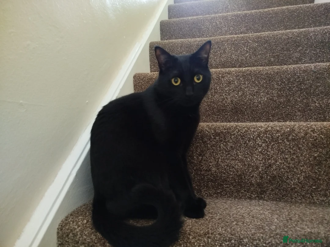 Bombay cats for sale: Black male cat loki - Advert 1