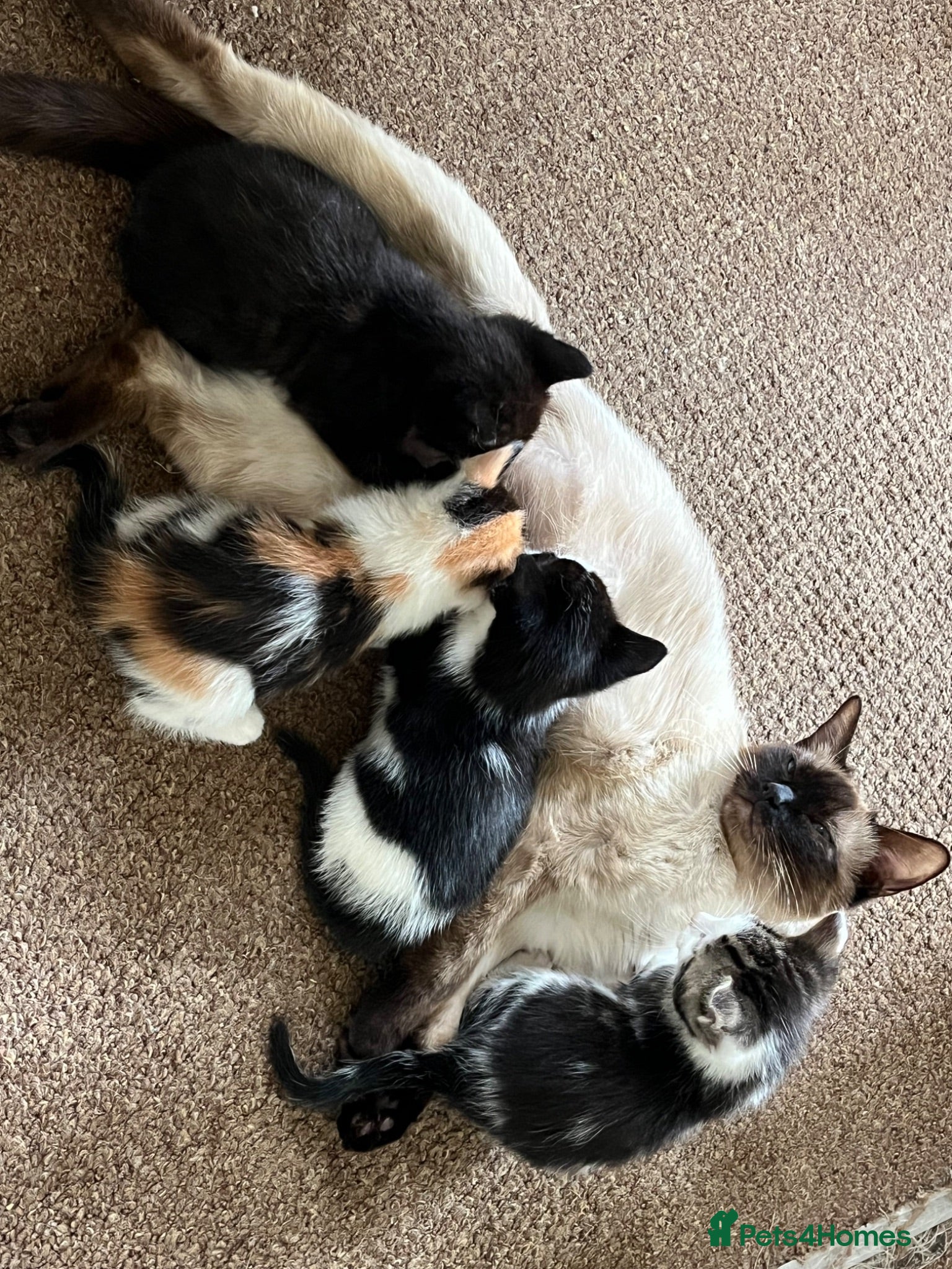 Mixed Breed cats 4 Gorgeous Ragdoll Cross Kittens - Advert 1