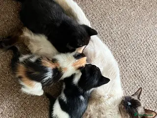 Mixed Breed cats 4 Gorgeous Ragdoll Cross Kittens - Advert 5