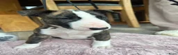 English Bull Terrier dogs for sale: KC REG BULL TERRIER PUPS FROM CHAMP BLOODLINES   - Advert 12