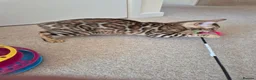 Bengal cats for sale: Stunning Pedigree Bengal Kittens - Advert 7