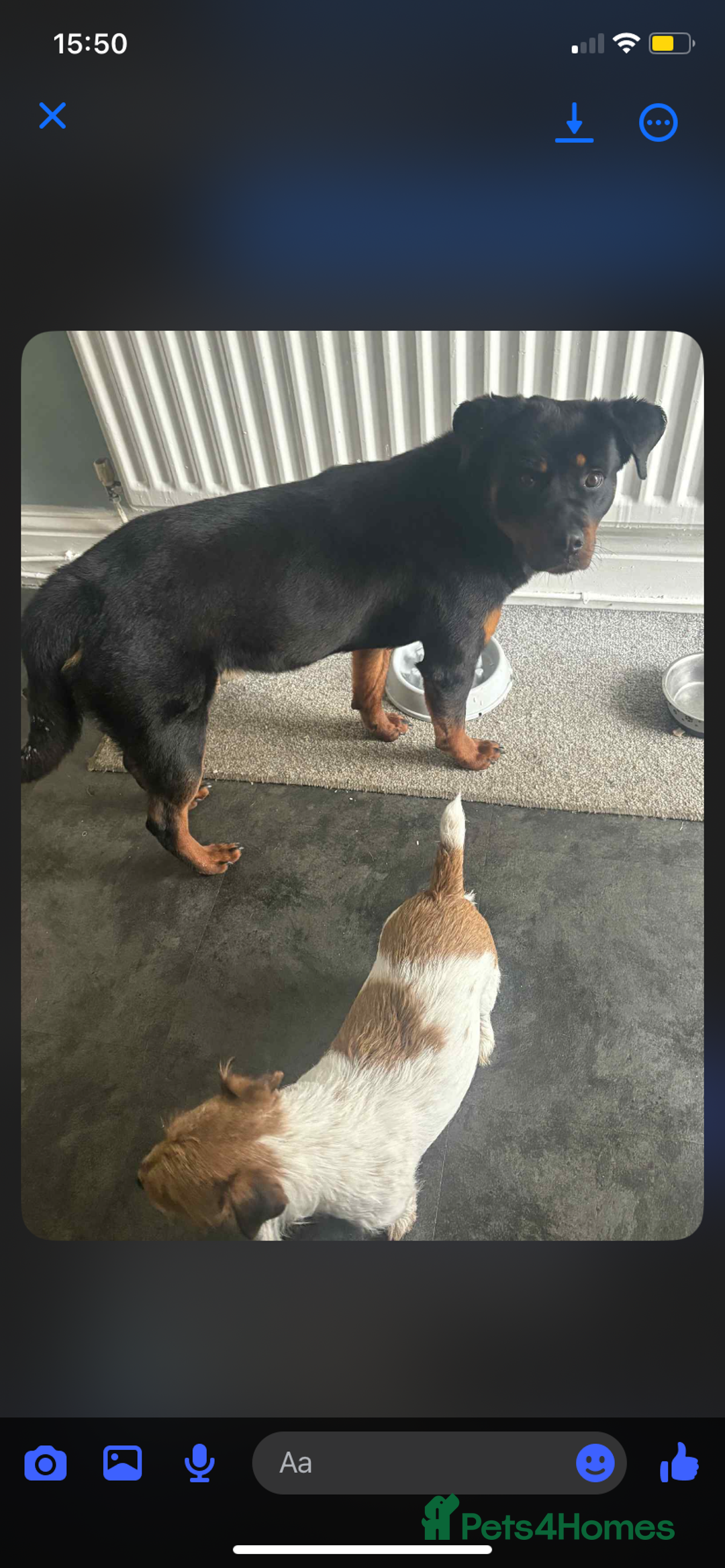Rottweiler dogs for sale: Bella boo is looking for a home 🏠  - Image 5
