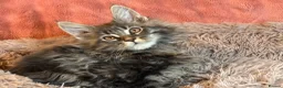 Maine Coon cats for sale: TICA registered Maine Coon Kittens  - Advert 9