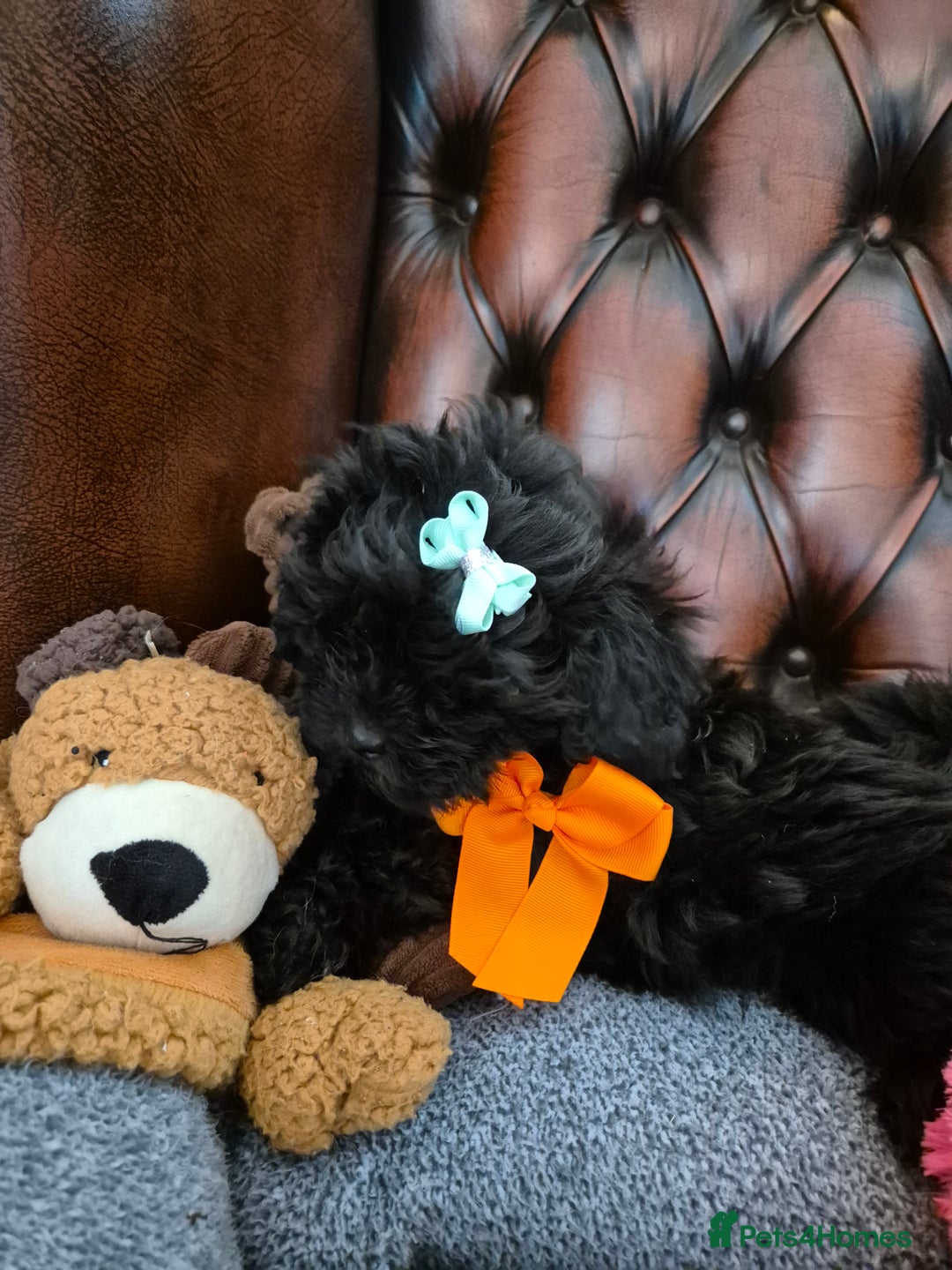 Shihpoo dogs for sale: Shihpoo puppys ready now - Advert 1