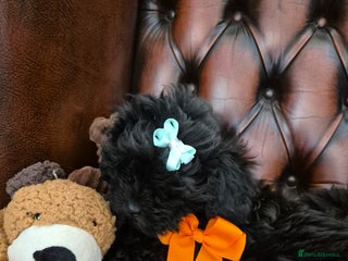 Shihpoo dogs Shihpoo puppys ready now - Advert 3