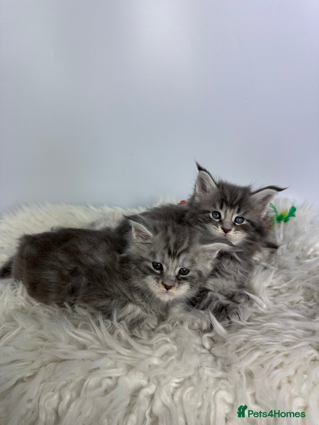 Maine Coon cats for sale: 6 Gorgeous Pure Breed Maine Coon Kittens - Advert 13