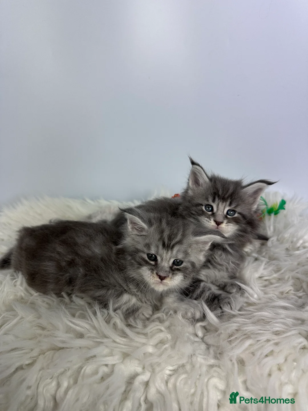 Maine Coon cats for sale: ✨Last 2 Gorgeous Pure Breed Maine Coon Kittens✨ - Advert 18
